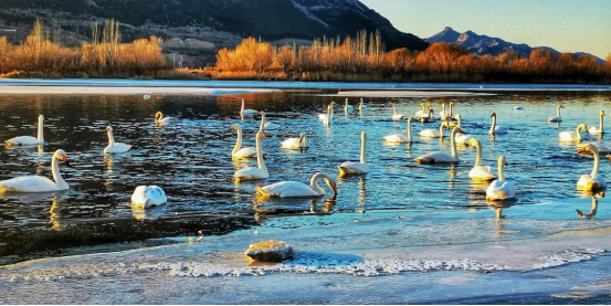 朝阳市大量天鹅回迁 玉龙湖成“天鹅湖”